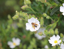 Giornata delle api (ANSA)