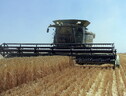 Kiev, causa a Wto contro Polonia, Ungheria e Slovacchia per divieto import grano (ANSA)