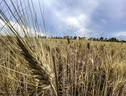 'No a misure unilaterali sul grano dall'Ucraina' (ANSA)