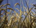 Germania e Francia contro lo stop all'import del grano ucraino (ANSA)