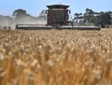 Ismea, in aumento raccolti di grano duro e tenero italiano (ANSA)