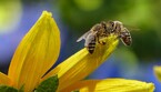 Parassiti, pesticidi ed eventi meteo estremi sono i peggiori nemici delle api (fonte: Pexels) (ANSA)