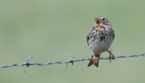 Lo strillozzo, un uccello diffuso in tutta Europa (Fonte: Alexander Lees) (ANSA)