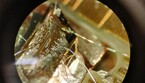 Uno dei diamanti artificiali usati per il trasferimento delle informazioni (fonte: Matteo Pompili QuTech) (ANSA)
