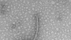 Un batteriofago, cioè un virus che infetta i batteri: riesce a capire quando le condizioni sono più adatte all’infezione ascoltando l'ambiente circostante (Fonte: Tagide deCarvalho/UMBC) (ANSA)