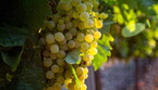 Appello vignaioli, dealcolati non rientrino in categoria vino (ANSA)