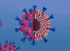 Schema di una particella del virus SarsCoV2 e del suo materiale genetico (fonte:  Innovative Genomics Institute) (ANSA)
