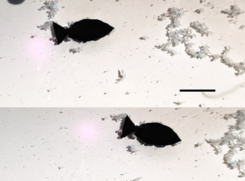 Un robot a forma di pesce attivato dalla luce raccoglie le microplastiche mentre nuota (la barra della scala è di 10 mm). Credit: Nano Letters 2022 (ANSA)