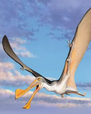 Rappresentazione artistica di un Ferrodraco lentoni, una specie di pterosauro, gigantesco rettile volante. Fonte: Curtin University (ANSA)