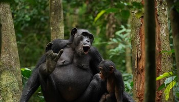 Il linguaggio degli scimpanzé più complesso del previsto (fonte: © Liran Samuni, Taï Chimpanzee Project) (ANSA)