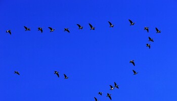 A causa del cambiamento climatico gli uccelli stanno anticipando sempre più le migrazioni primaverili ed il periodo di riproduzione, di 2-3 giorni ogni decennio a partire dal 1811 (free via pixabay) (ANSA)