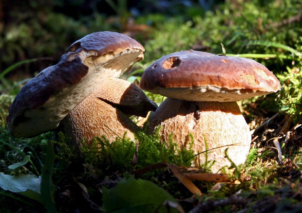 Molti funghi ,finalmente i primi porcini dopo siccità © ANSA