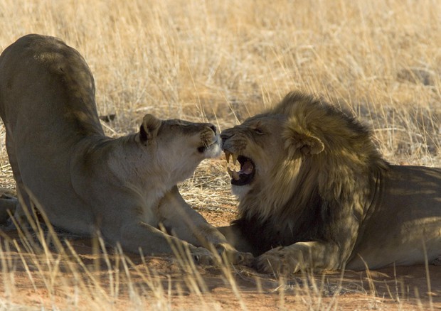 Male and female lion (panthera leo), Namibia (wwf) © ANSA