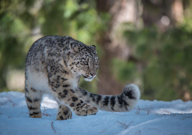 Giornata mondiale del leopardo delle nevi il 23 ottobre © ANSA
