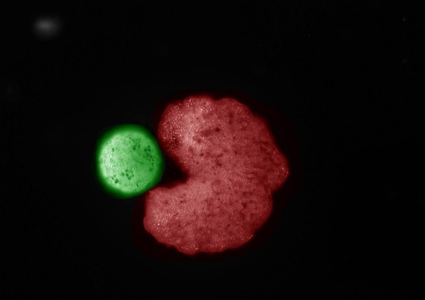 In rosso l’organismo pluricellulare progettato al computer mentre aggrega cellule staminali (fonte: D. Blackinston) © Ansa