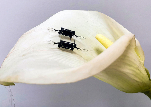 Muscoli artificiali più efficienti per i robot-insetto (fonte: K. Chen et al., MIT) © Ansa
