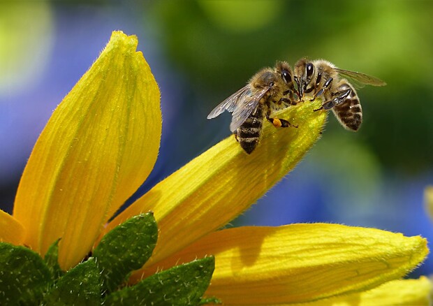 Parassiti, pesticidi ed eventi meteo estremi sono i peggiori nemici delle api (fonte: Pexels) © Ansa