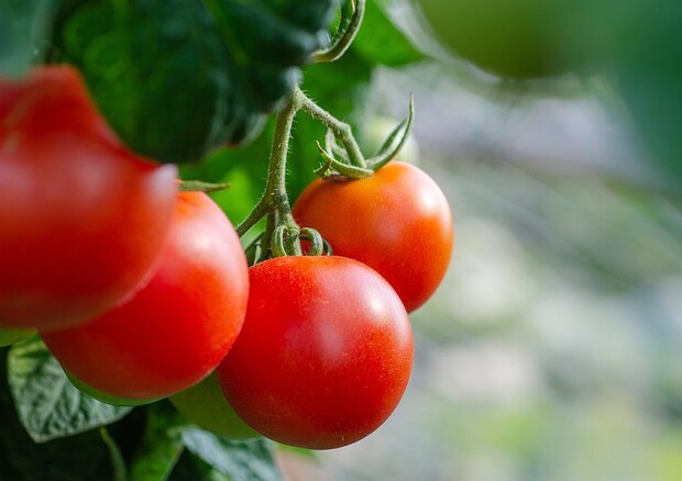 Ottenuto un nuovo pomodoro biotech contro la carenza di vitamina D (fonte: Pixabay) © Ansa