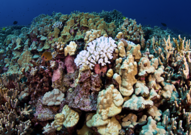 Per la prima volta alcune barriere coralline nelle isole Hawaii sono state mappate prima e dopo l’arrivo di una forte ondata di calore (Fonte: Greg Asner, Center for Global Discovery and Conservation Science) (ANSA)