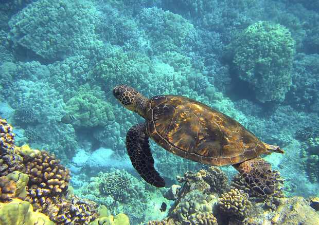Giornata mondiale delle tartarughe marine © ANSA