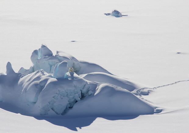 Un orso polare su un iceberg coperto di neve e circondato dal ghiaccio marino, nel Sud-Est della Groenlandia (fonte: Kristin Laidre/University of Washington) © Ansa