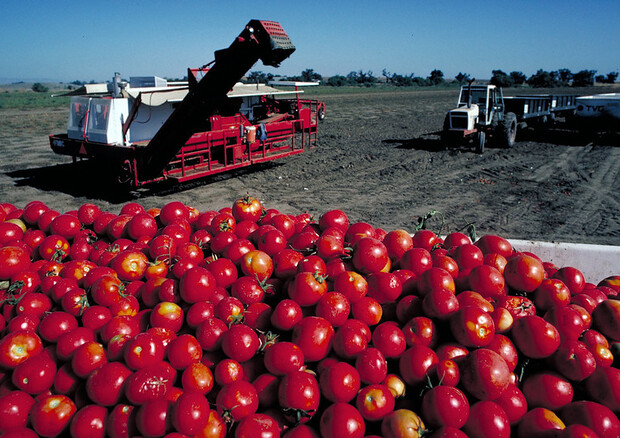 Il cambiamento climatico mette a rischio la produzione di pomodori da industria (fonte: USDA) (ANSA)