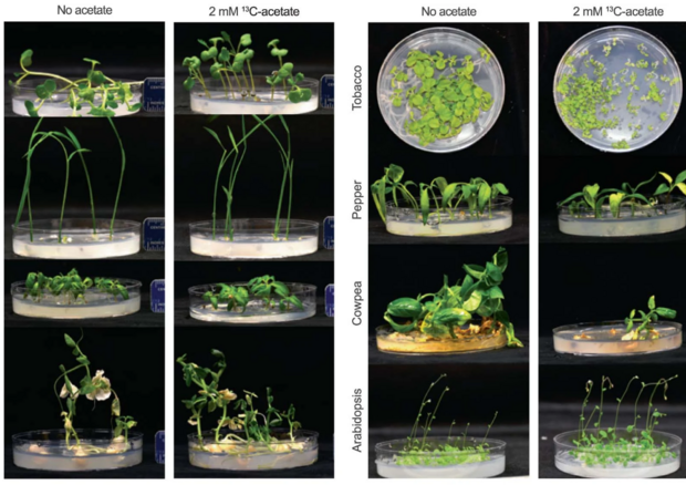 Confronto tra piante coltivate in laboratorio con e senza l'acetato prodotto grazie alla fotosintesi artificiale (fonte: Hann et al, Nature Food, 2022) © Ansa