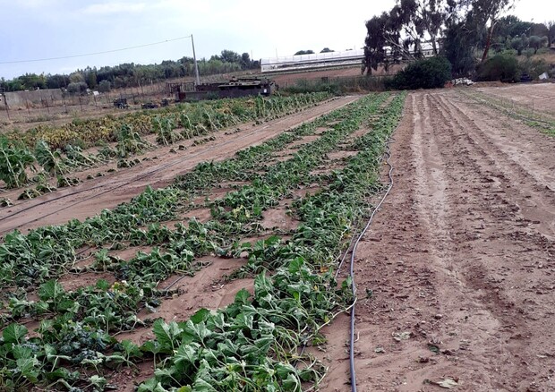Maltempo: Coldiretti Puglia, 200mln di danni all'agricoltura © ANSA
