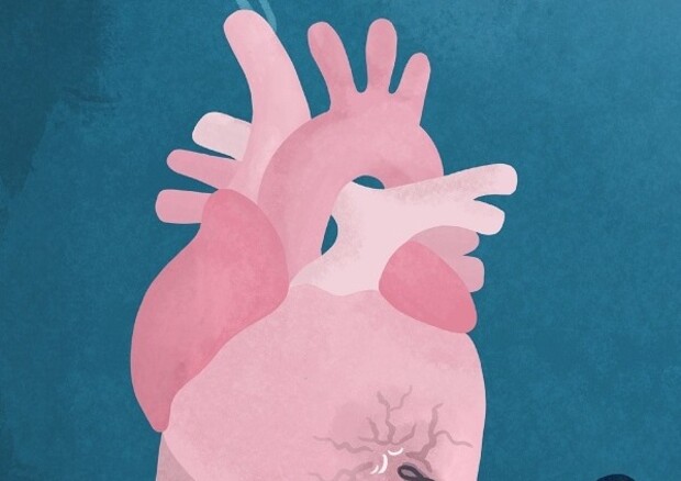 Svelato il ruolo delle mutazioni genetiche nello scompenso cardiaco (fonte: Eleonora Adami, MDC)  © Ansa