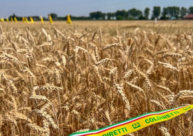 'In 18 mesi esportate 63,9 milioni di tonnellate grano ucraino' © ANSA