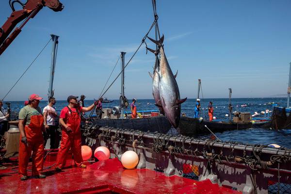 La pesca del tonno riparte dopo crack da Covid del 70%