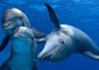 Consorzio pescatori Eolie,troppi delfini consegniamo licenze