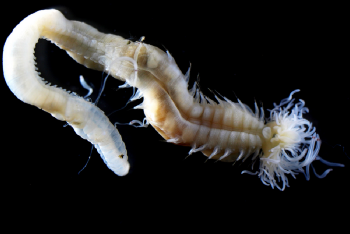Il verme marino fluorescente Polycirrus onibi, il cui nome evoca quello degli onibi, le creature spettrali del folklore giapponese (fonte: Naoto Jimi, Nagoya University) - RIPRODUZIONE RISERVATA