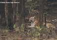 India in lutto per la morte della tigre Supermamma © ANSA