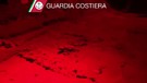Nascita rarissima di nove tartarughe Caretta Caretta a Jesolo (ANSA)