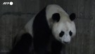 Panda gigante partorisce allo zoo di Madrid: nascono due cuccioli (ANSA)