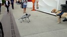Salone Nautico, cane robot a spasso all'Arsenale di Venezia(ANSA)