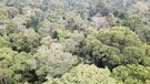 Un terzo dell'Amazzonia danneggiato da uomo e siccita' (ANSA)