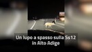 Un lupo a spasso sulla Ss12 in Alto Adige (ANSA)