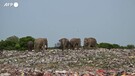 Sri Lanka, elefanti selvatici cercano cibo in una discarica all'aperto di rifiuti di plastica