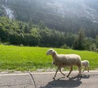 La pecora Fortunata e il suo agnellino (da Facebook) (ANSA)
