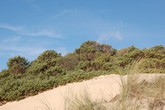 La petizione contro stabilimento alle Dune degli Alberoni arriva a Bruxelles (ANSA)