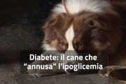 Diabete, il cane che "annusa" l'ipoglicemia