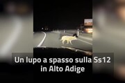 Un lupo a spasso sulla Ss12 in Alto Adige
