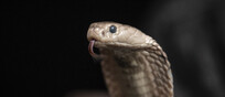  Più di 100mila persone all’anno, soprattutto in Asia e Africa, muoiono a causa del morso di un serpente (fonte: Simon Townsley)