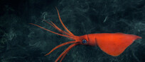Una delle nuove specie scoperte nelle montagne sottomarine al largo del Cile (fonte: Schmidt Ocean Institute)