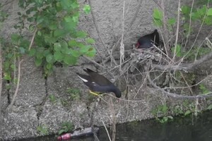 Roma, gallinelle d'acqua costruiscono il nido con rifiuti abbandonati sul Tevere (ANSA)
