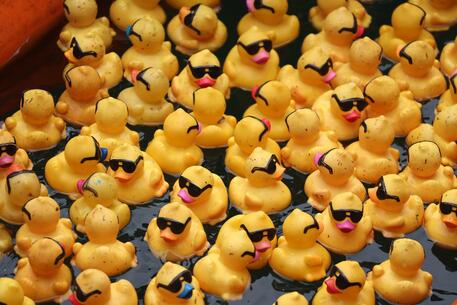 Chicago: ecco il Ducky Derby, migliaia di paperelle di gomma nel fiume © AFP