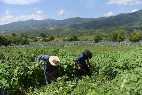 Messico: cresce la domanda di mezcal, produttori in allarme © AFP