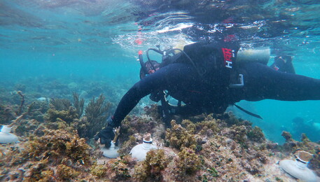 Barriera corallina (ANSA)